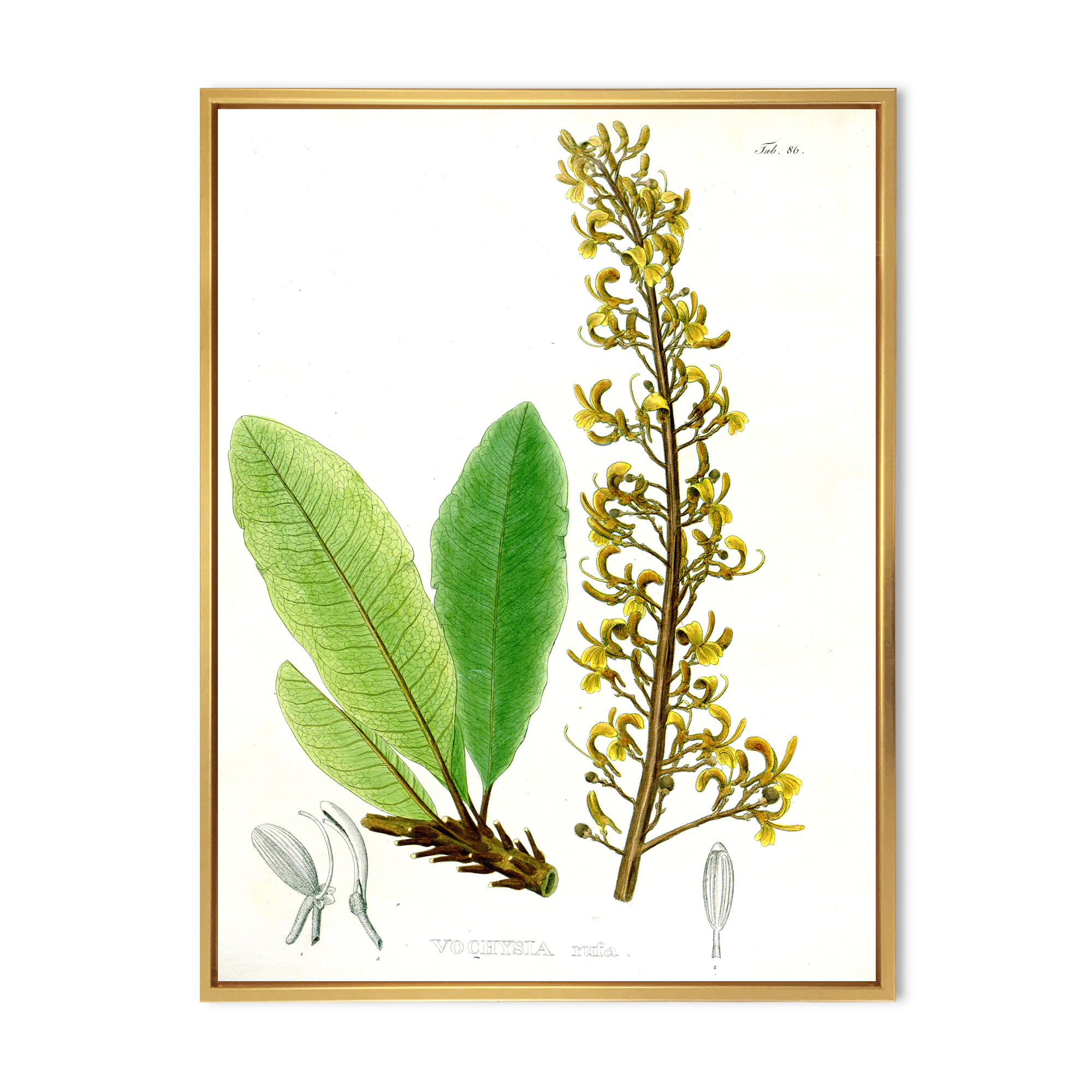 Designart 'Ancient Brazilian Plant IV' Traditional Framed Canvas Wall Art Print