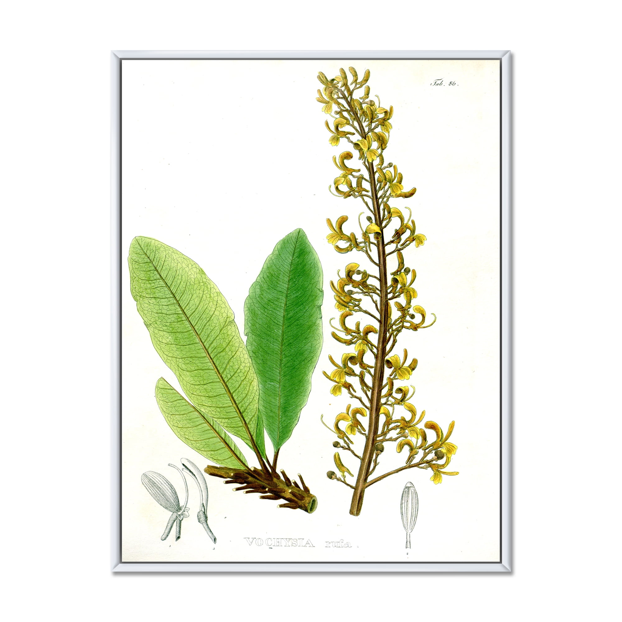 Designart 'Ancient Brazilian Plant IV' Traditional Framed Canvas Wall Art Print