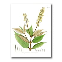 Designart ' Ancient Brazilian Plant V ' Traditional Canvas Wall Art Print