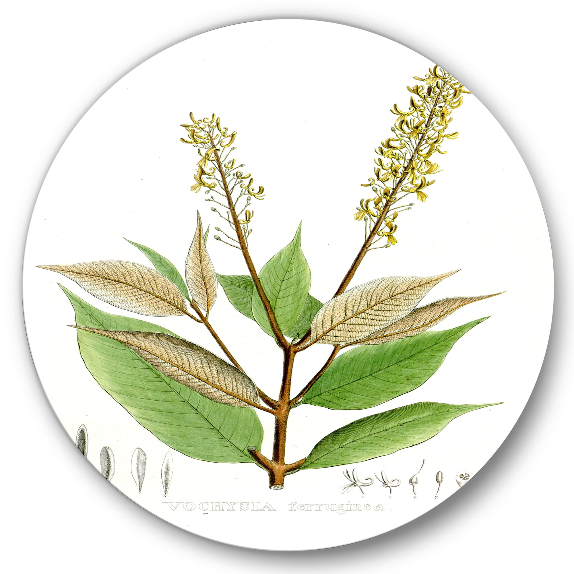 Designart 'Ancient Brazilian Plant V' Traditional Circle Metal Wall Art 23x23 - Disc of 23