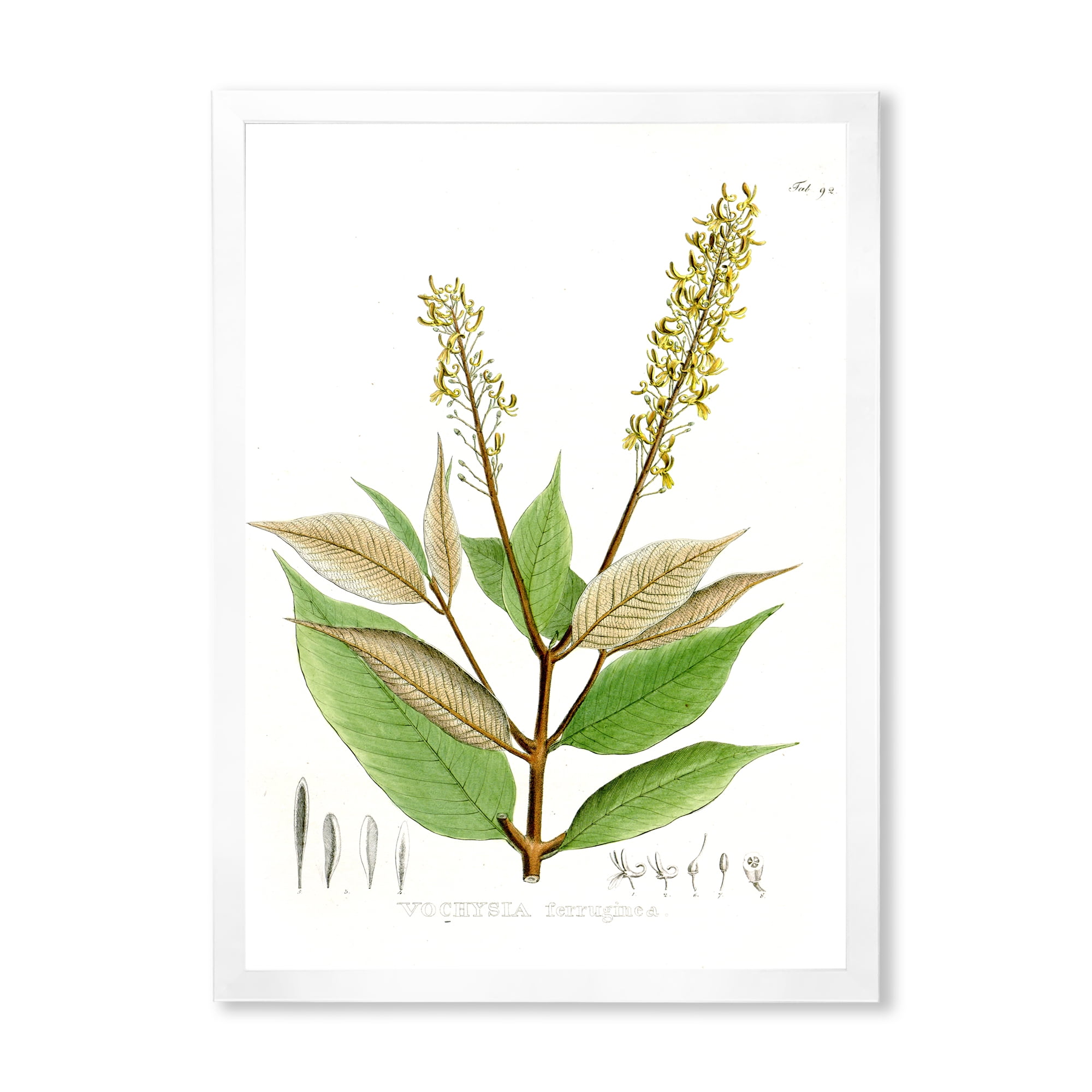 Designart 'Ancient Brazilian Plant V' Traditional Framed Art Print