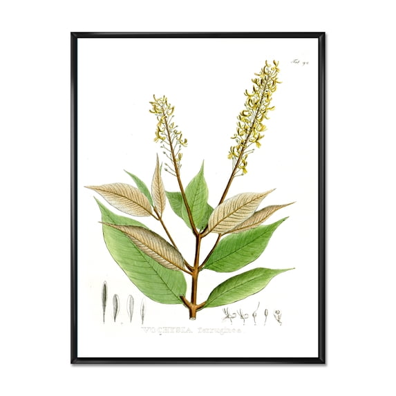 Designart 'Ancient Brazilian Plant V' Traditional Framed Canvas Wall Art Print