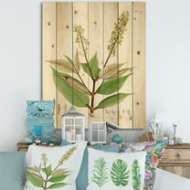 Designart 'Ancient Brazilian Plant V' Traditional Print on Natural Pine Wood