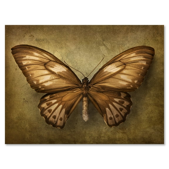 Designart ' Ancient Butterfly In Earth Tones ' Vintage Canvas Wall Art Print