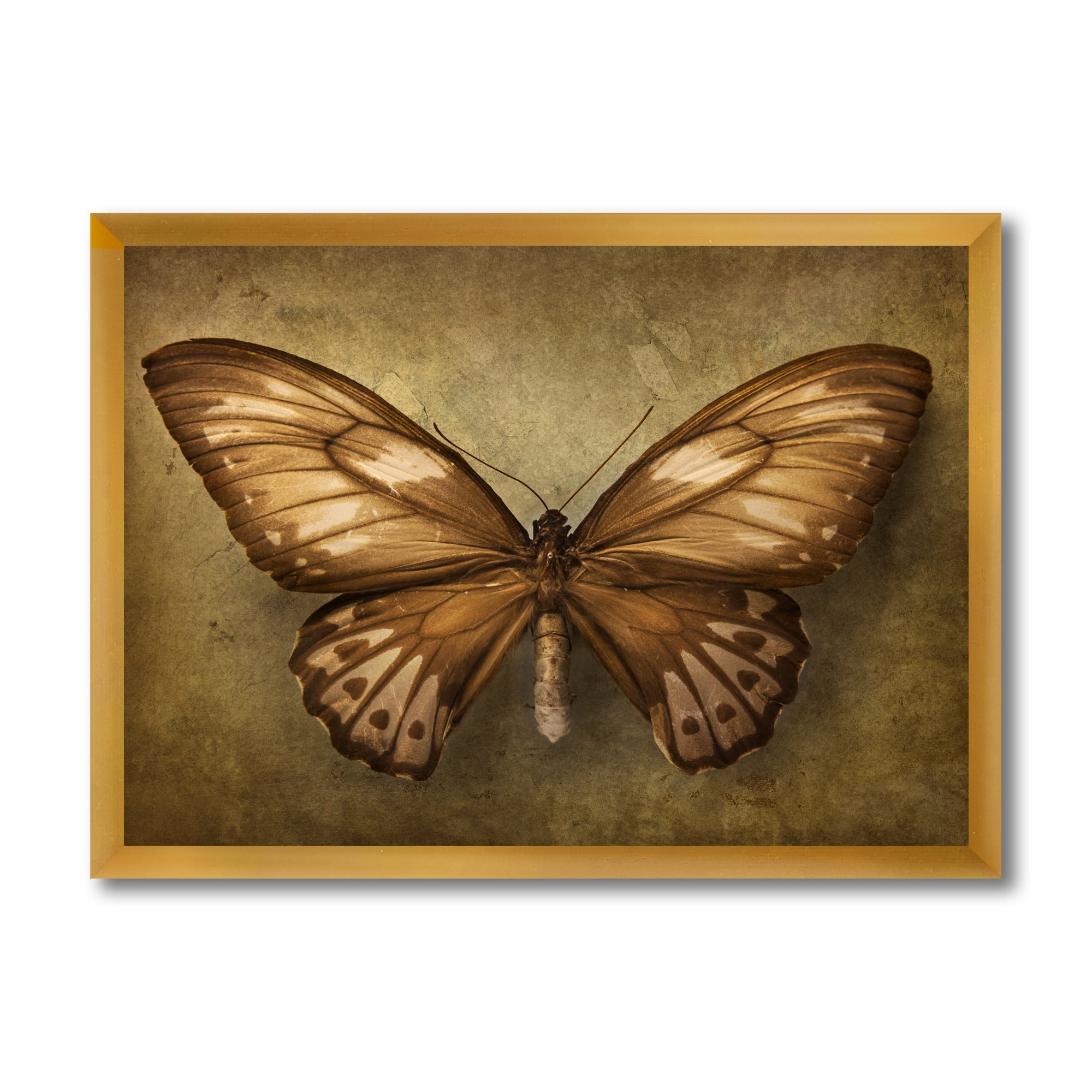 Designart 'Ancient Butterfly In Earth Tones' Vintage Framed Art Print