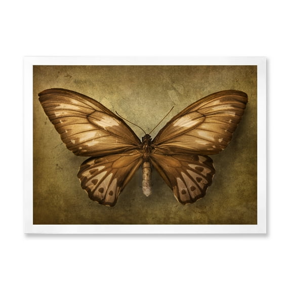 Designart 'Ancient Butterfly In Earth Tones' Vintage Framed Art Print