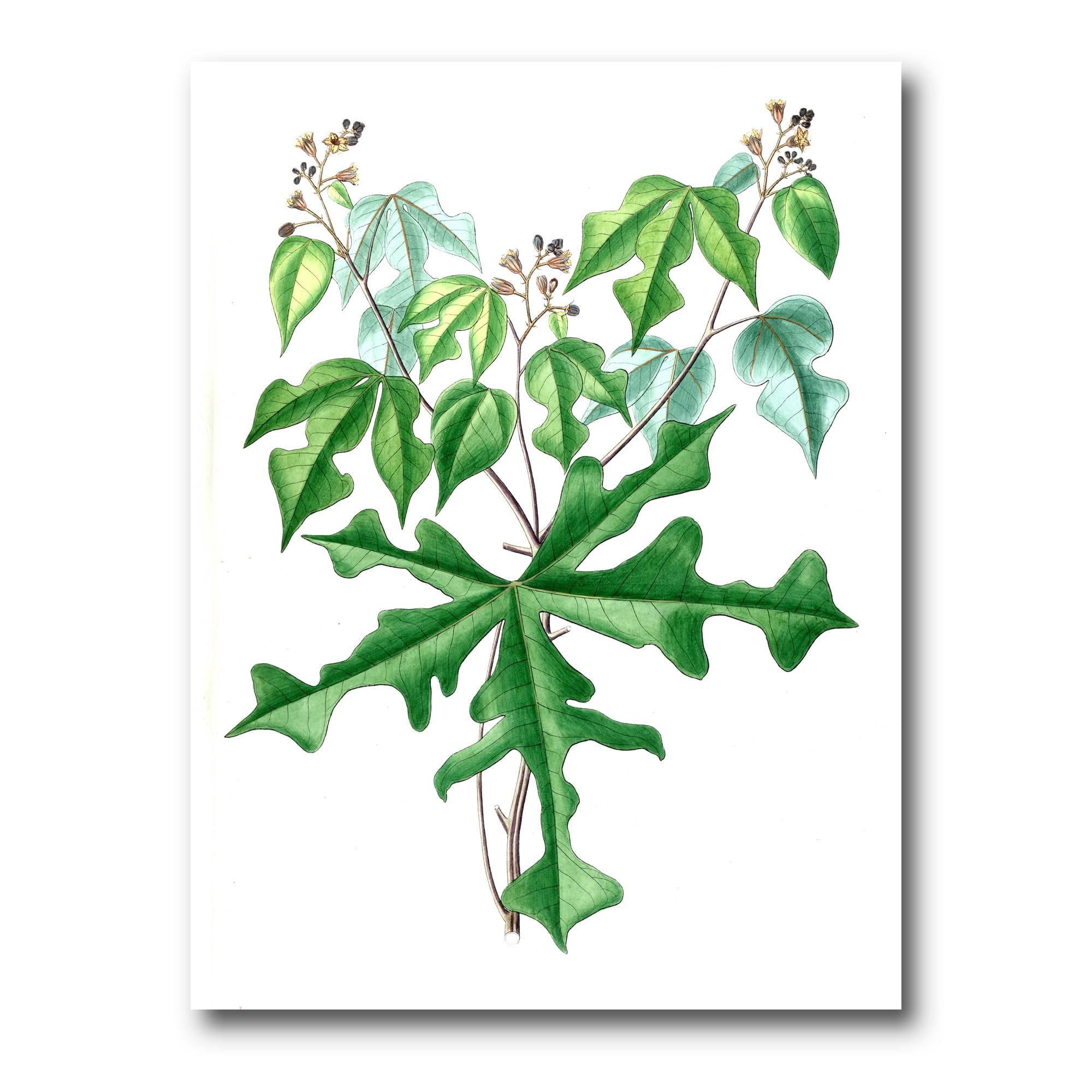 Designart ' Ancient Drawing of Wild Plants ' Traditional Canvas Wall Art Print