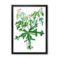 thumbnail image 1 of Designart 'Ancient Drawing of Wild Plants' Traditional Framed Art Print, 1 of 4