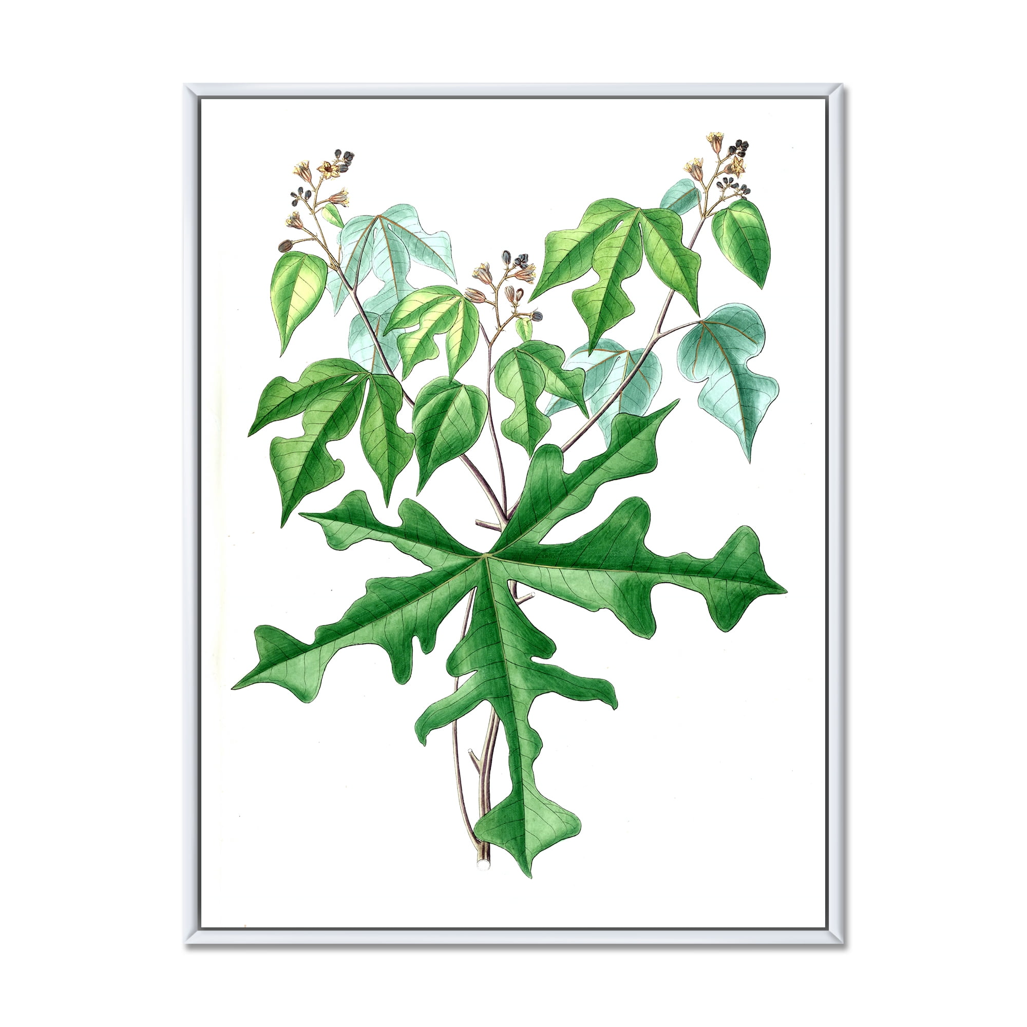 Designart 'Ancient Drawing of Wild Plants' Traditional Framed Canvas Wall Art Print