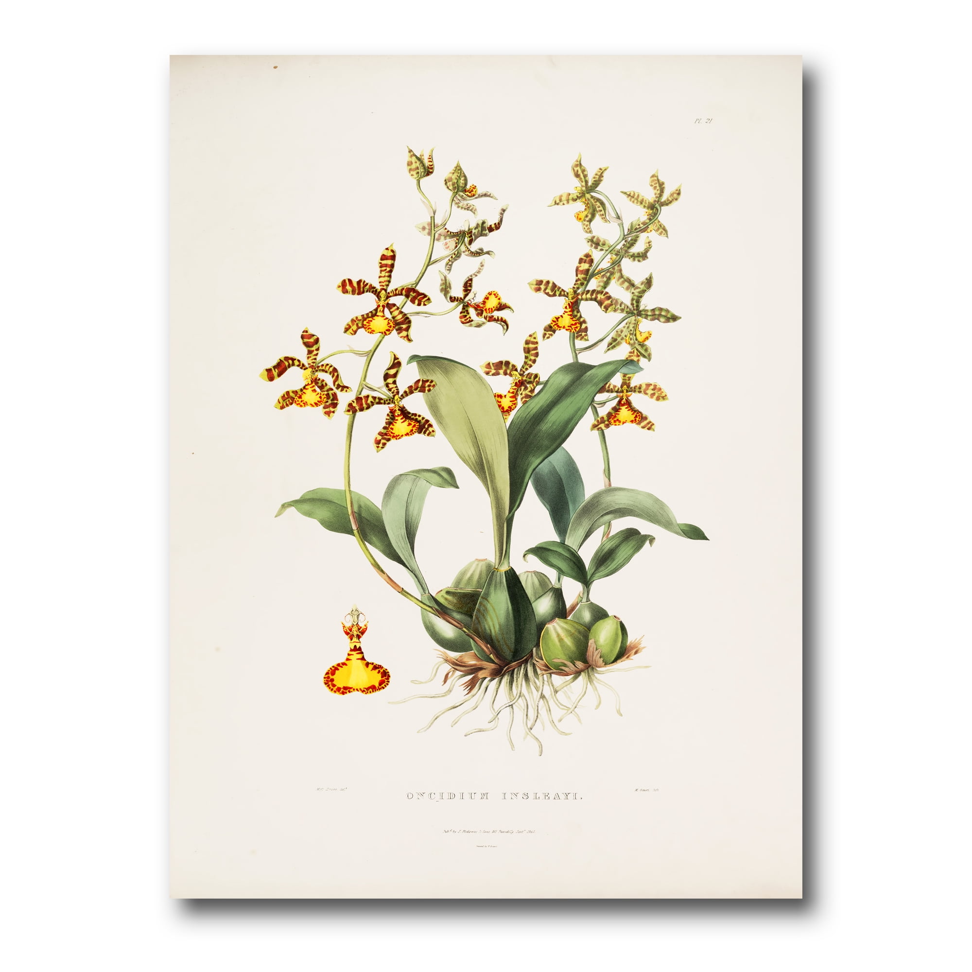 Designart ' Ancient Flower I ' Traditional Canvas Wall Art Print