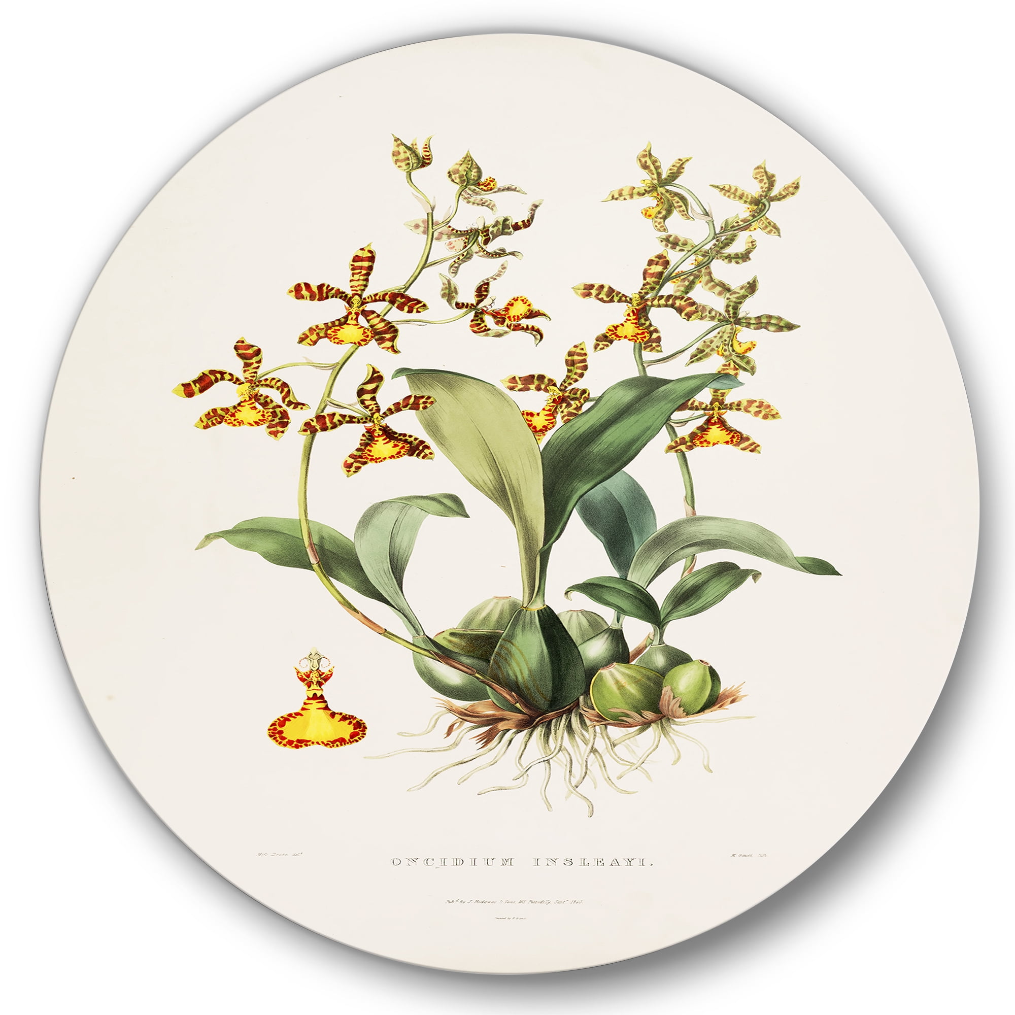 Designart 'Ancient Flower I' Traditional Circle Metal Wall Art 23x23 - Disc of 23