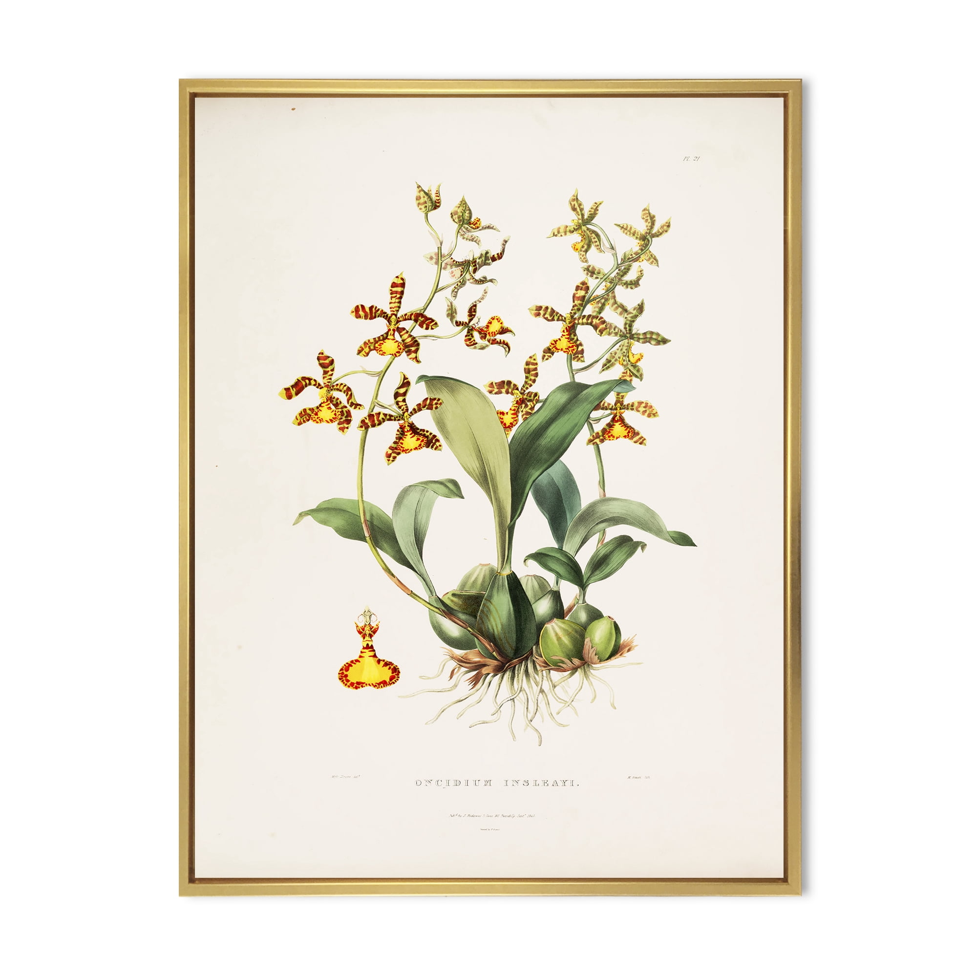 Designart 'Ancient Flower I' Traditional Framed Canvas Wall Art Print