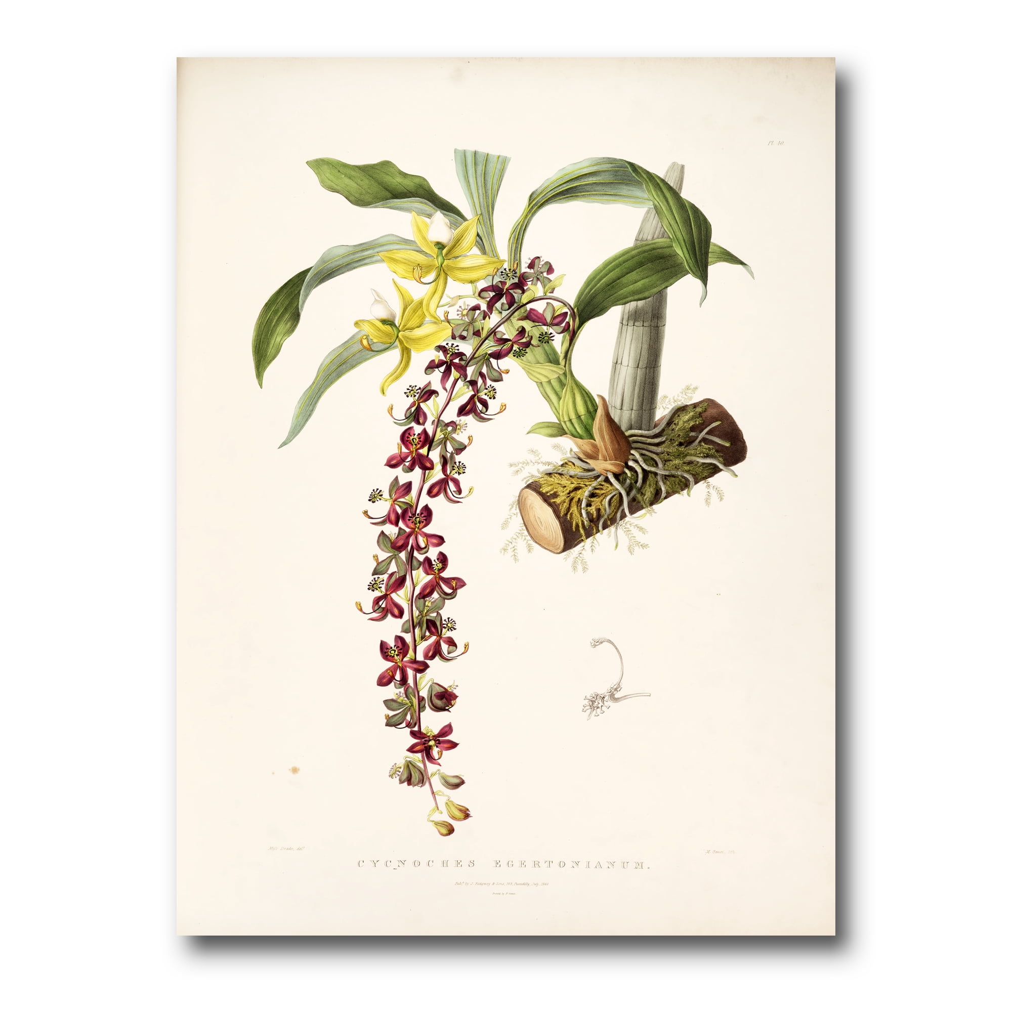 Designart ' Ancient Flower II ' Traditional Canvas Wall Art Print