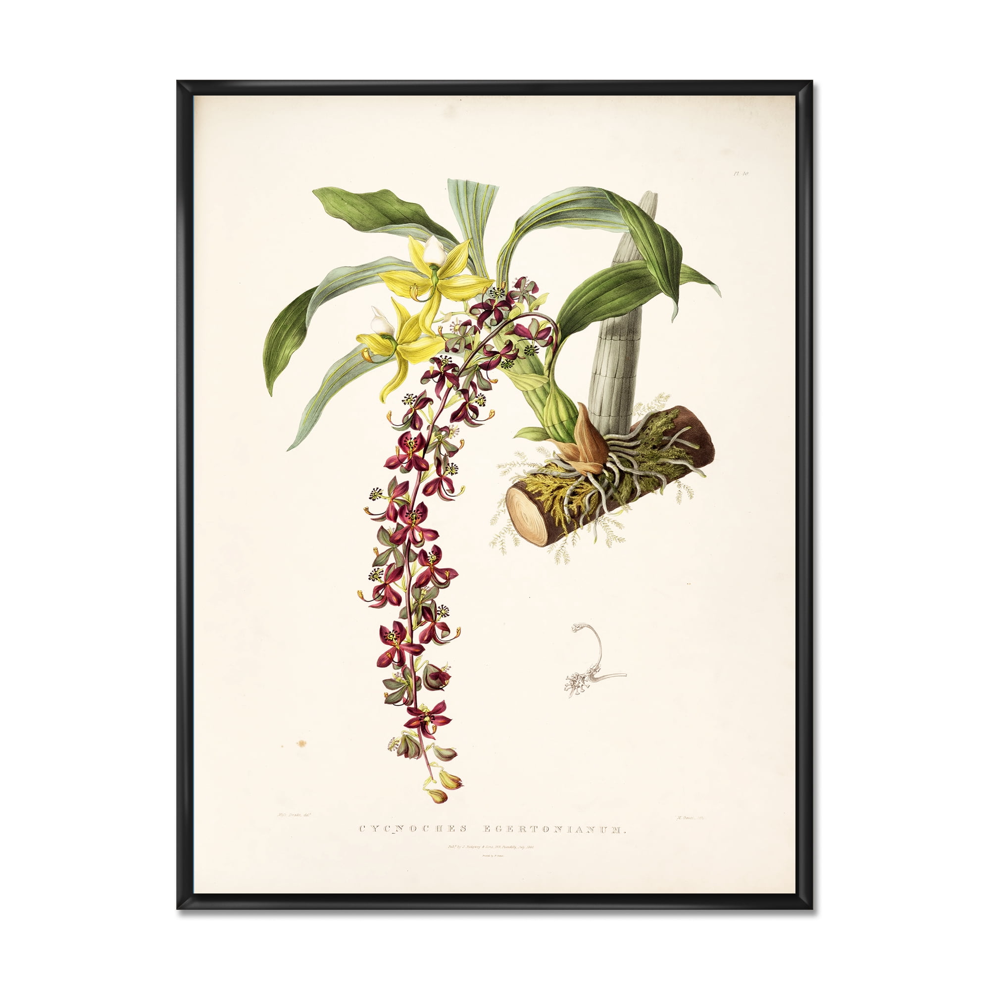 Designart 'Ancient Flower II' Traditional Framed Canvas Wall Art Print