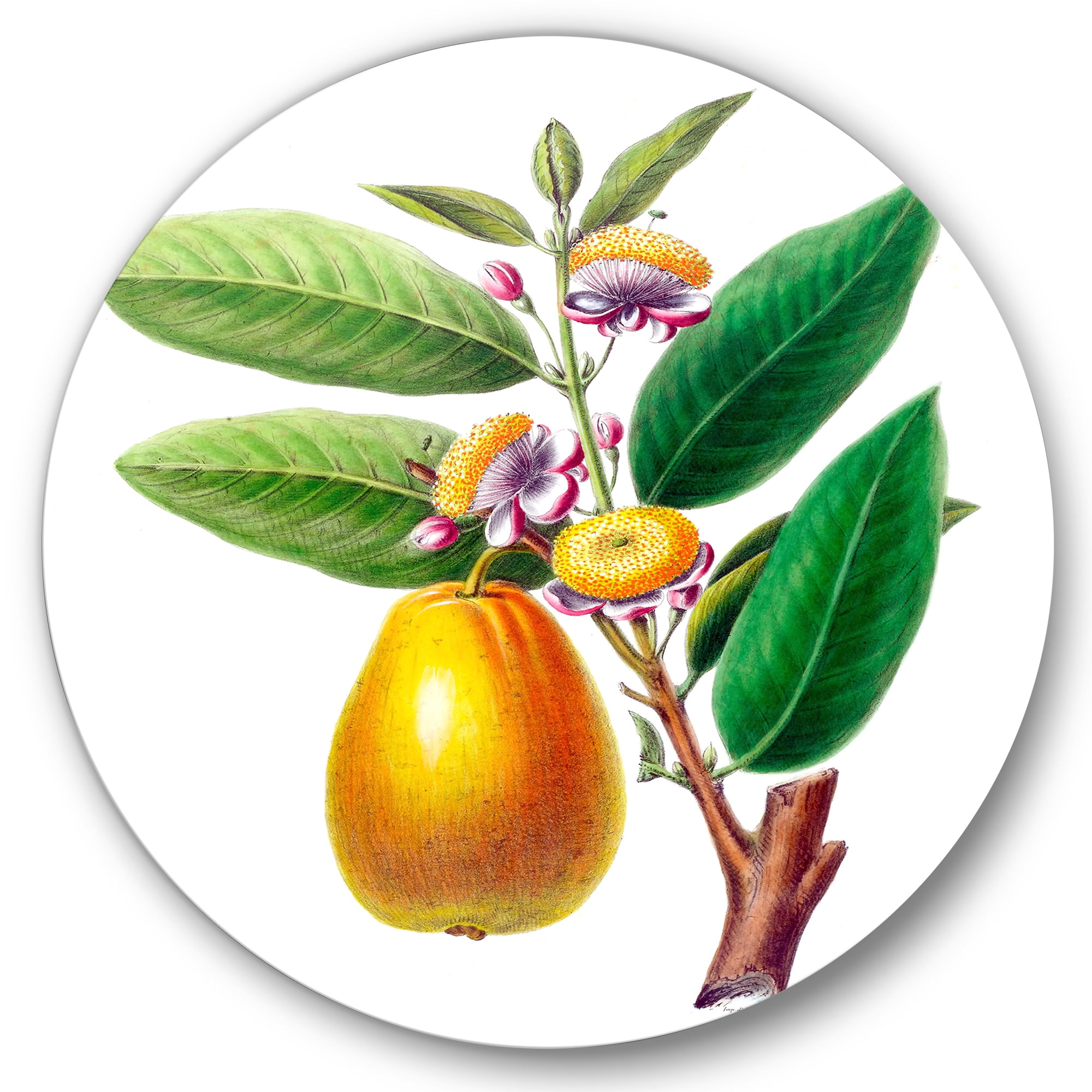 Designart 'Ancient Fruits I' Farmhouse Circle Metal Wall Art 23x23 - Disc of 23
