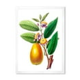 thumbnail image 1 of Designart 'Ancient Fruits I' Farmhouse Framed Art Print, 1 of 4
