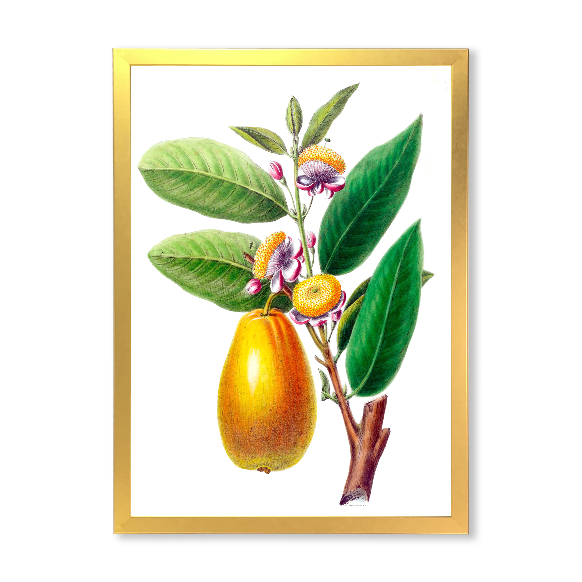 Designart 'Ancient Fruits I' Farmhouse Framed Art Print