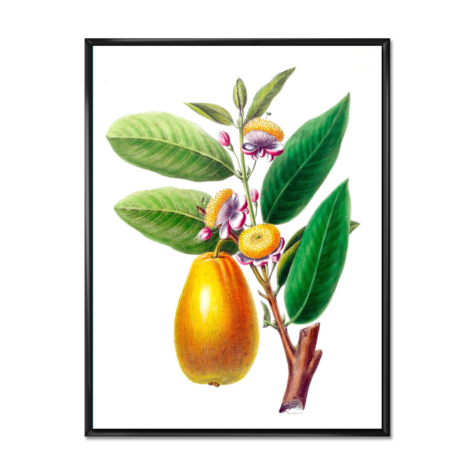 Designart 'Ancient Fruits I' Farmhouse Framed Canvas Wall Art Print