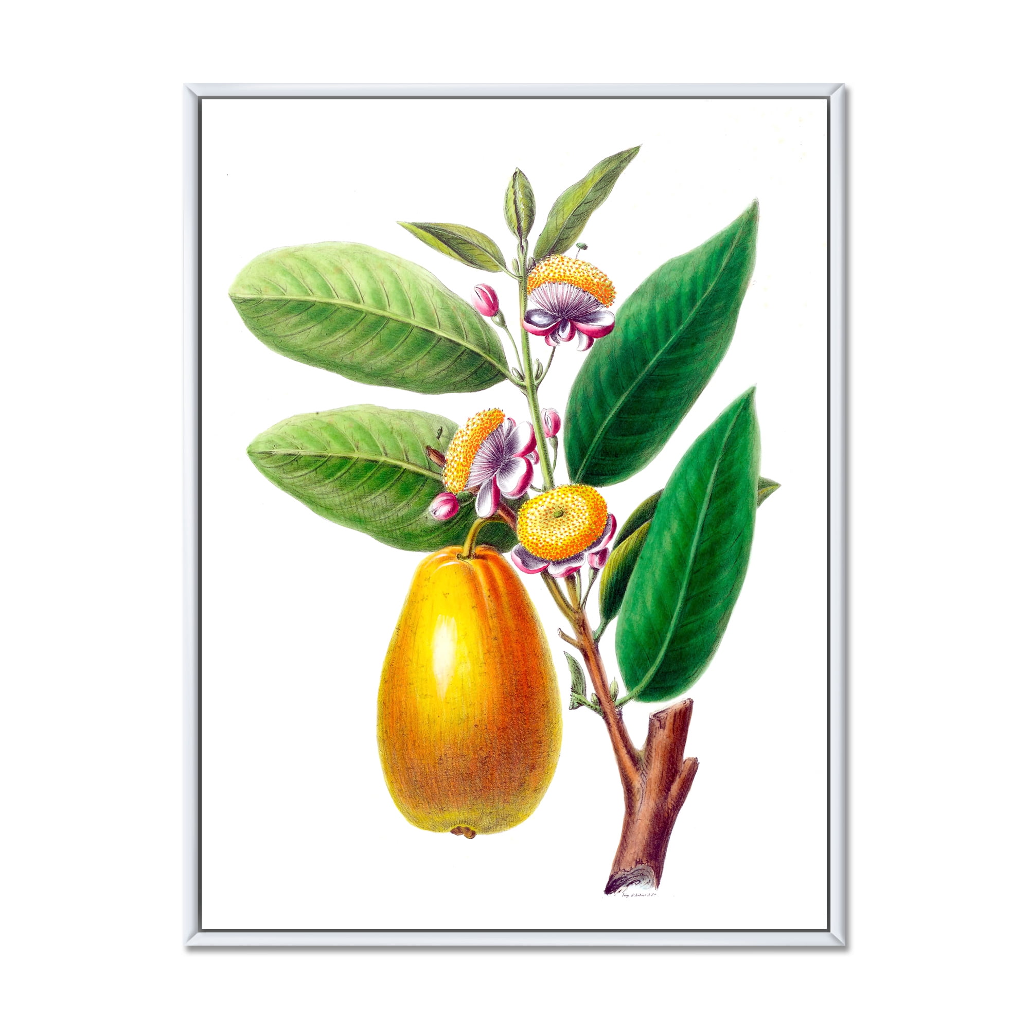 Designart 'Ancient Fruits I' Farmhouse Framed Canvas Wall Art Print