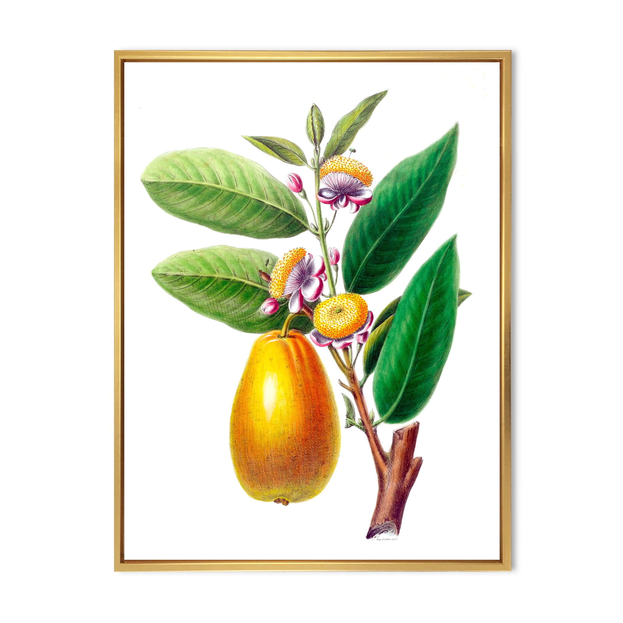 Designart 'Ancient Fruits I' Farmhouse Framed Canvas Wall Art Print