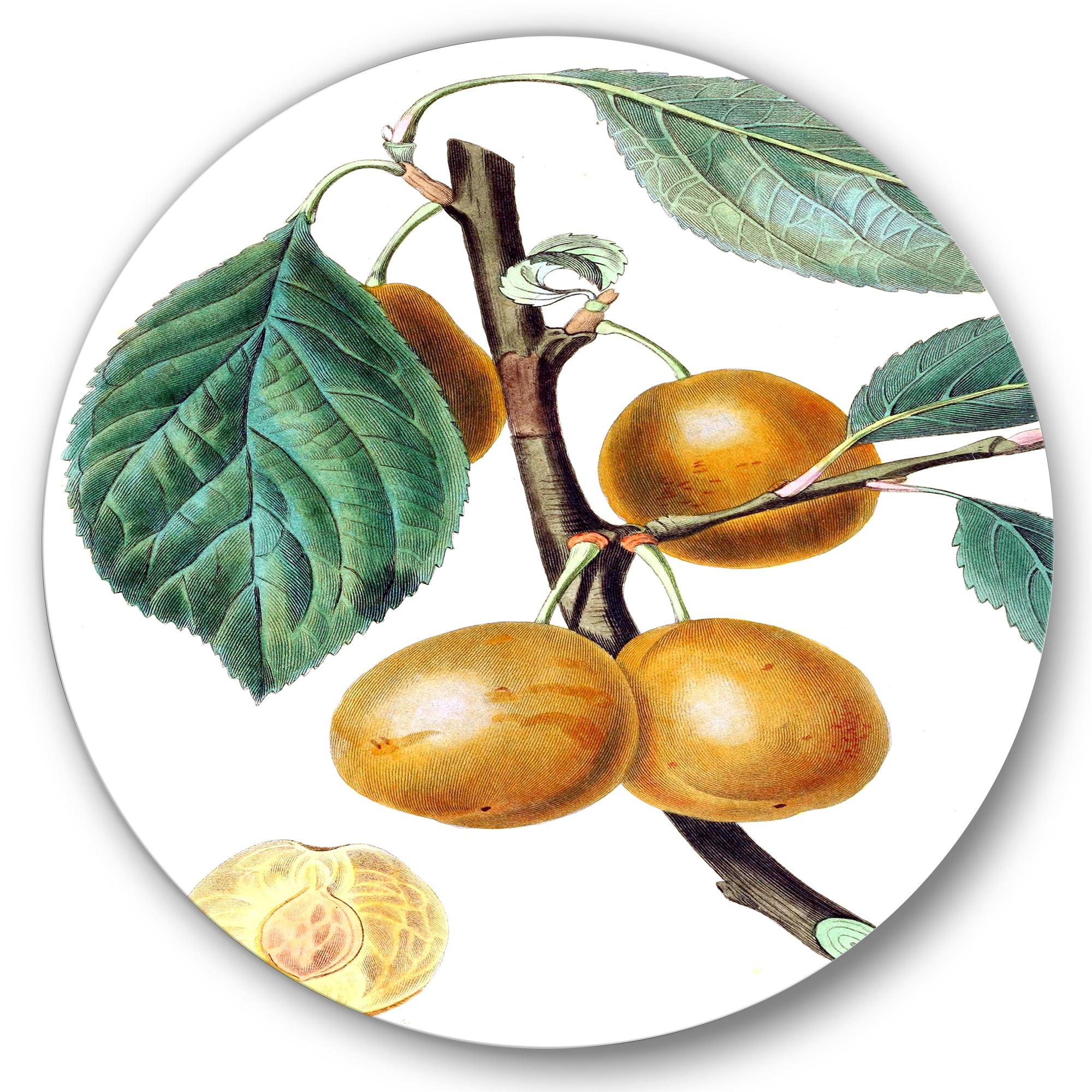 Designart 'Ancient Fruits II' Farmhouse Circle Metal Wall Art 23x23 - Disc of 23