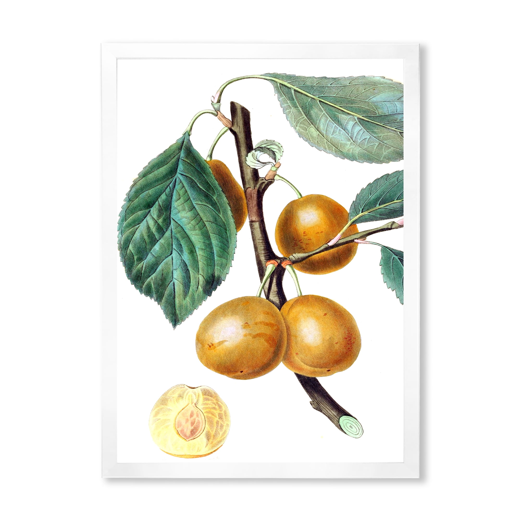 Designart 'Ancient Fruits II' Farmhouse Framed Art Print
