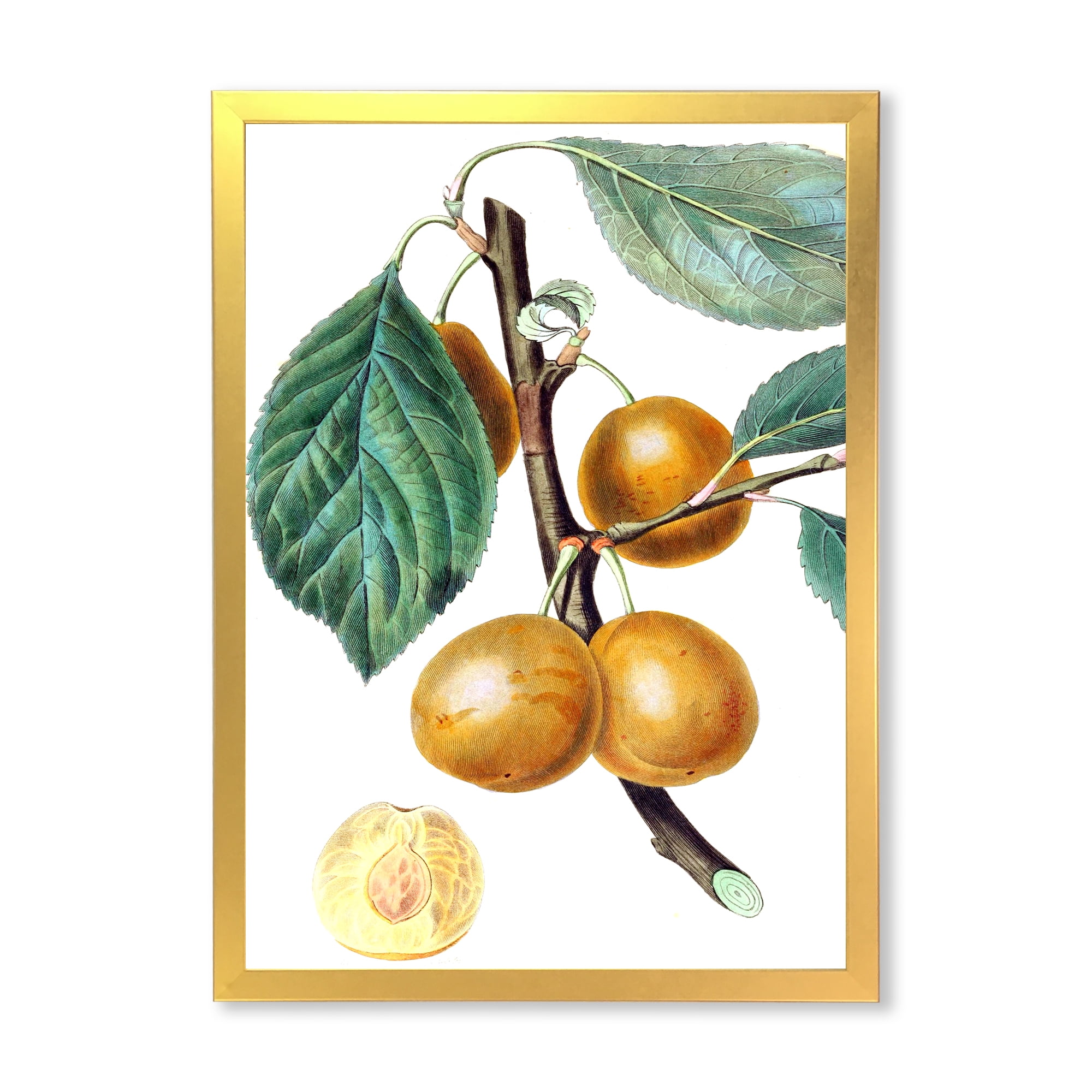 Designart 'Ancient Fruits II' Farmhouse Framed Art Print