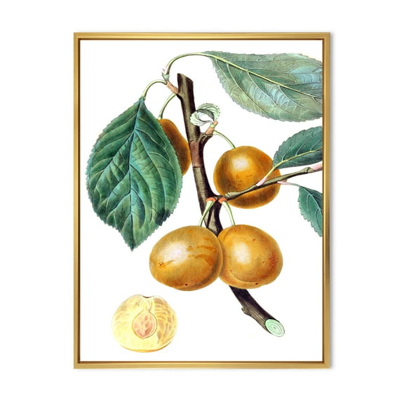 Designart 'Ancient Fruits II' Farmhouse Framed Canvas Wall Art Print