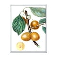 thumbnail image 1 of Designart 'Ancient Fruits II' Farmhouse Framed Canvas Wall Art Print, 1 of 5