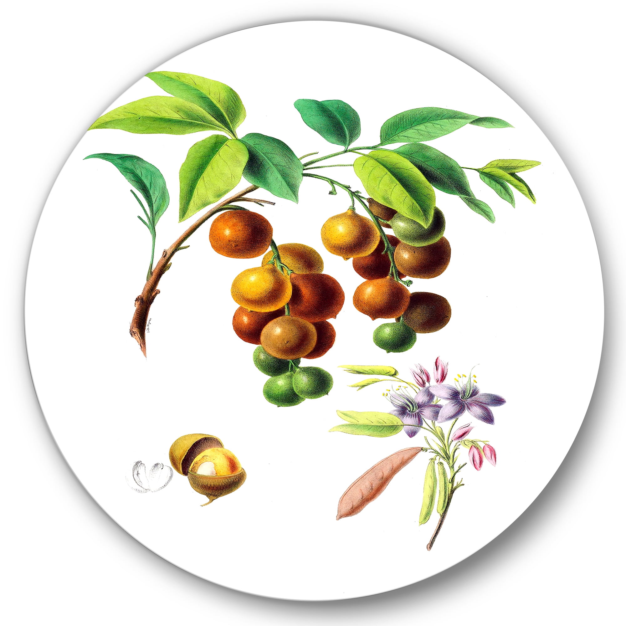 Designart 'Ancient Fruits III' Farmhouse Circle Metal Wall Art 29x29 - Disc of 29