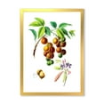 thumbnail image 1 of Designart 'Ancient Fruits III' Farmhouse Framed Art Print, 1 of 4