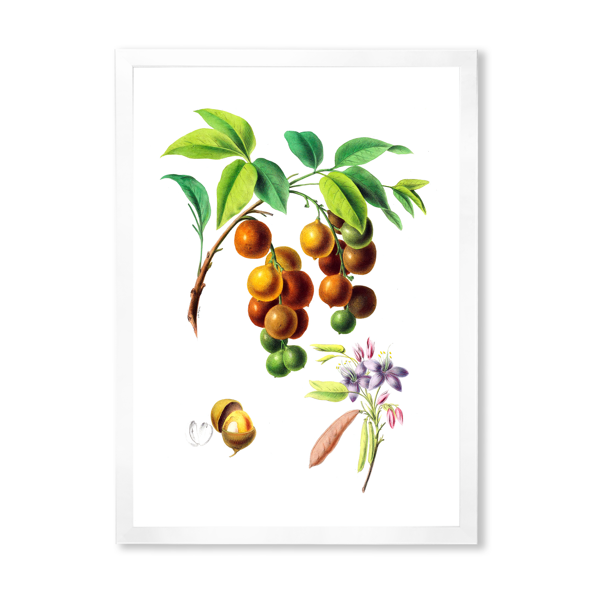 Designart 'Ancient Fruits III' Farmhouse Framed Art Print