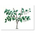 thumbnail image 1 of Designart ' Ancient Green Leaves Plants I ' Traditional Canvas Wall Art Print, 1 of 4