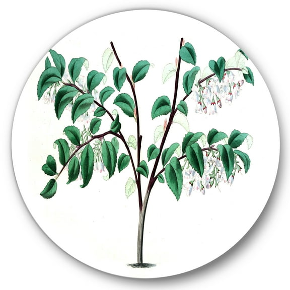Designart 'Ancient Green Leaves Plants I' Traditional Circle Metal Wall Art 36x36 - Disc of 36