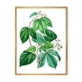 thumbnail image 1 of Designart 'Ancient Green Leaves Plants III' Traditional Framed Canvas Wall Art Print, 1 of 5