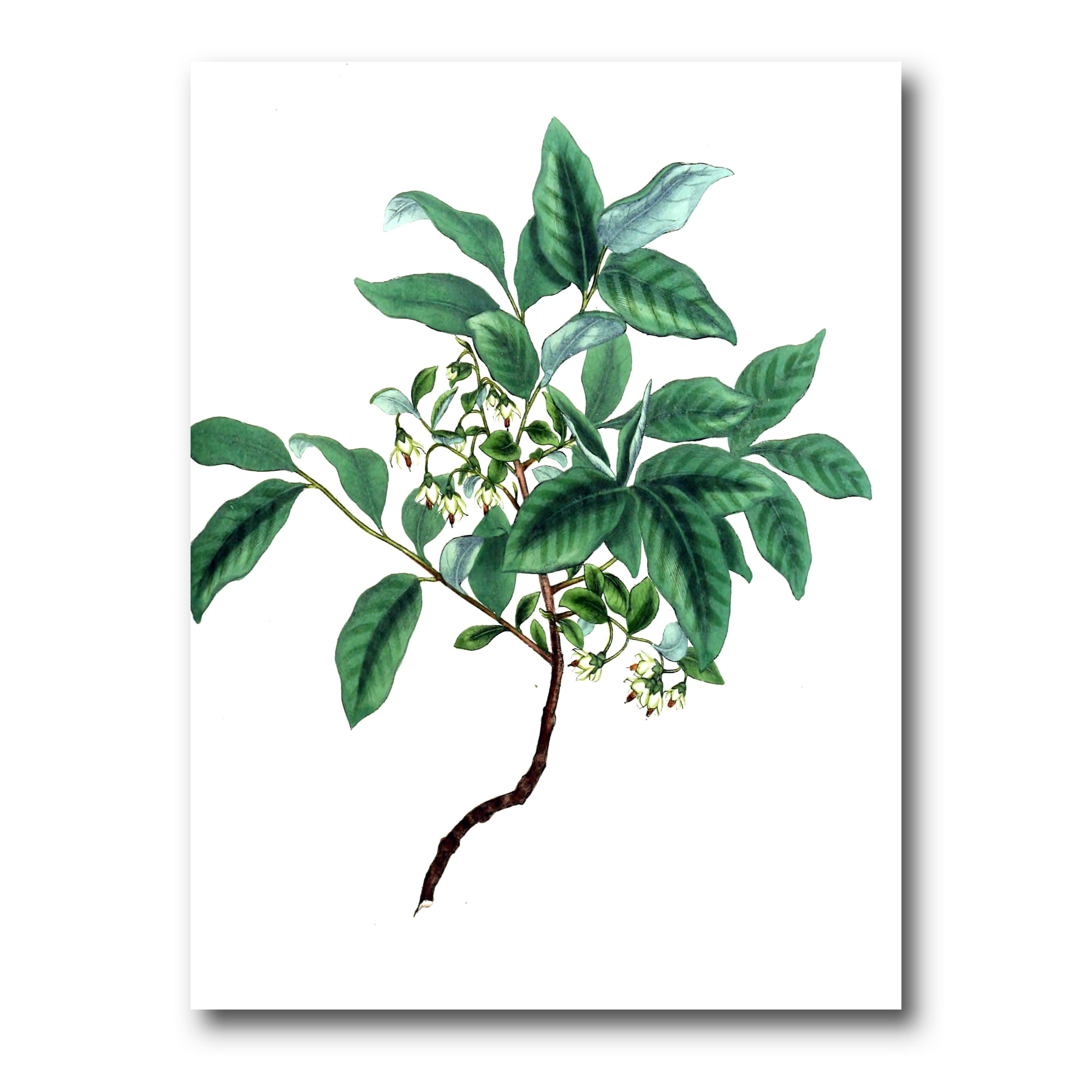 Designart ' Ancient Green Leaves Plants IV ' Traditional Canvas Wall Art Print