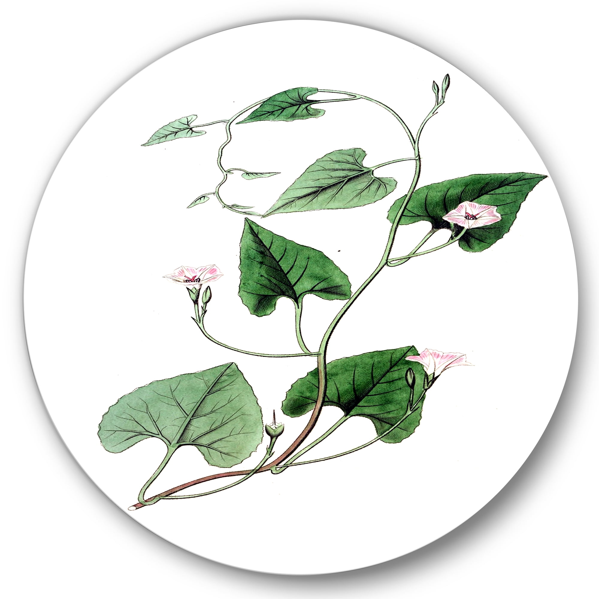 Designart 'Ancient Green Leaves Plants IX' Traditional Circle Metal Wall Art 23x23 - Disc of 23