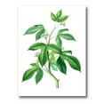 thumbnail image 1 of Designart ' Ancient Green Leaves Plants V ' Traditional Canvas Wall Art Print, 1 of 4
