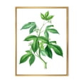 thumbnail image 1 of Designart 'Ancient Green Leaves Plants V' Traditional Framed Canvas Wall Art Print, 1 of 5