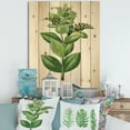 thumbnail image 1 of Designart 'Ancient Green Leaves Plants VI' Traditional Print on Natural Pine Wood, 1 of 5