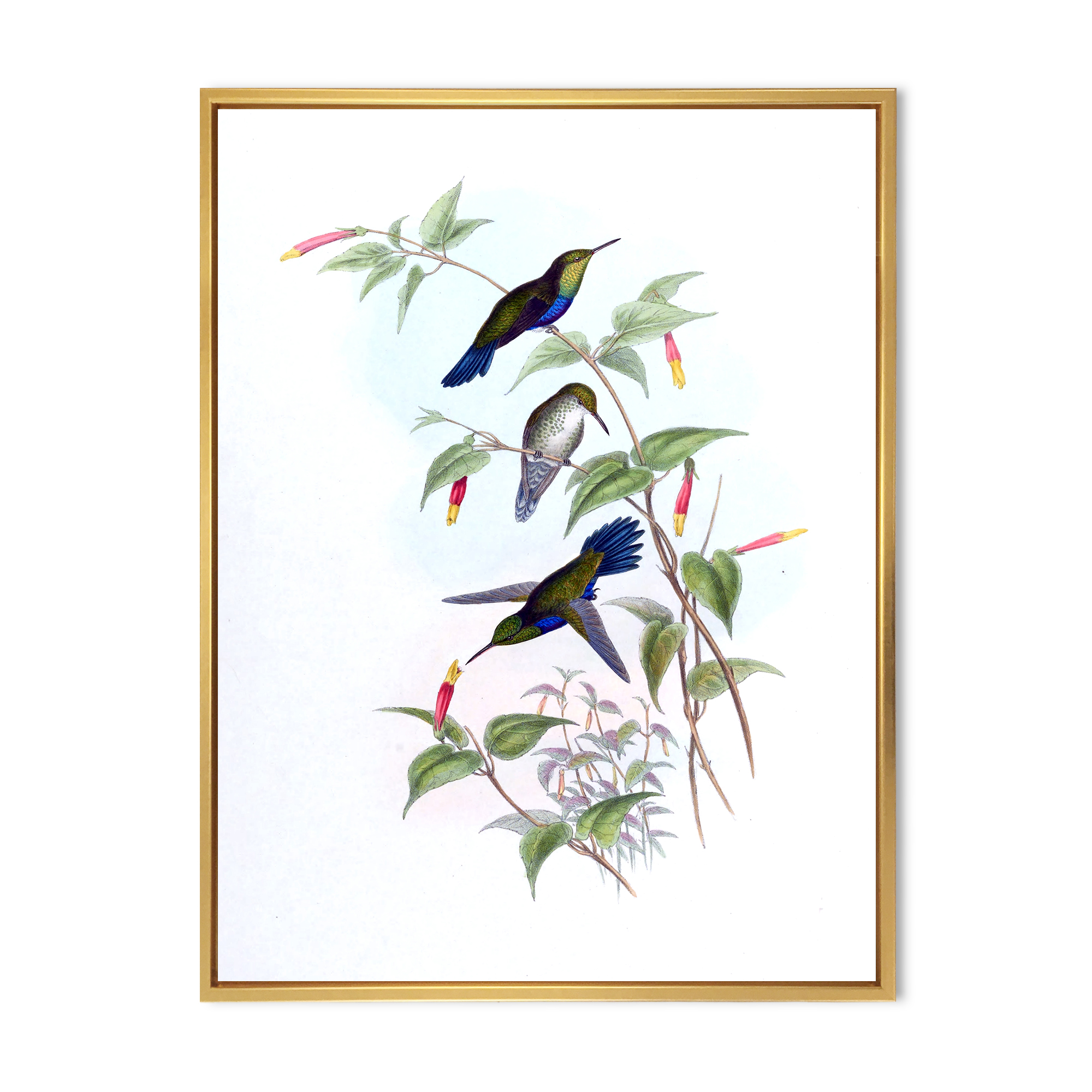 Designart 'Ancient Hummingbird I' Traditional Framed Canvas Wall Art Print