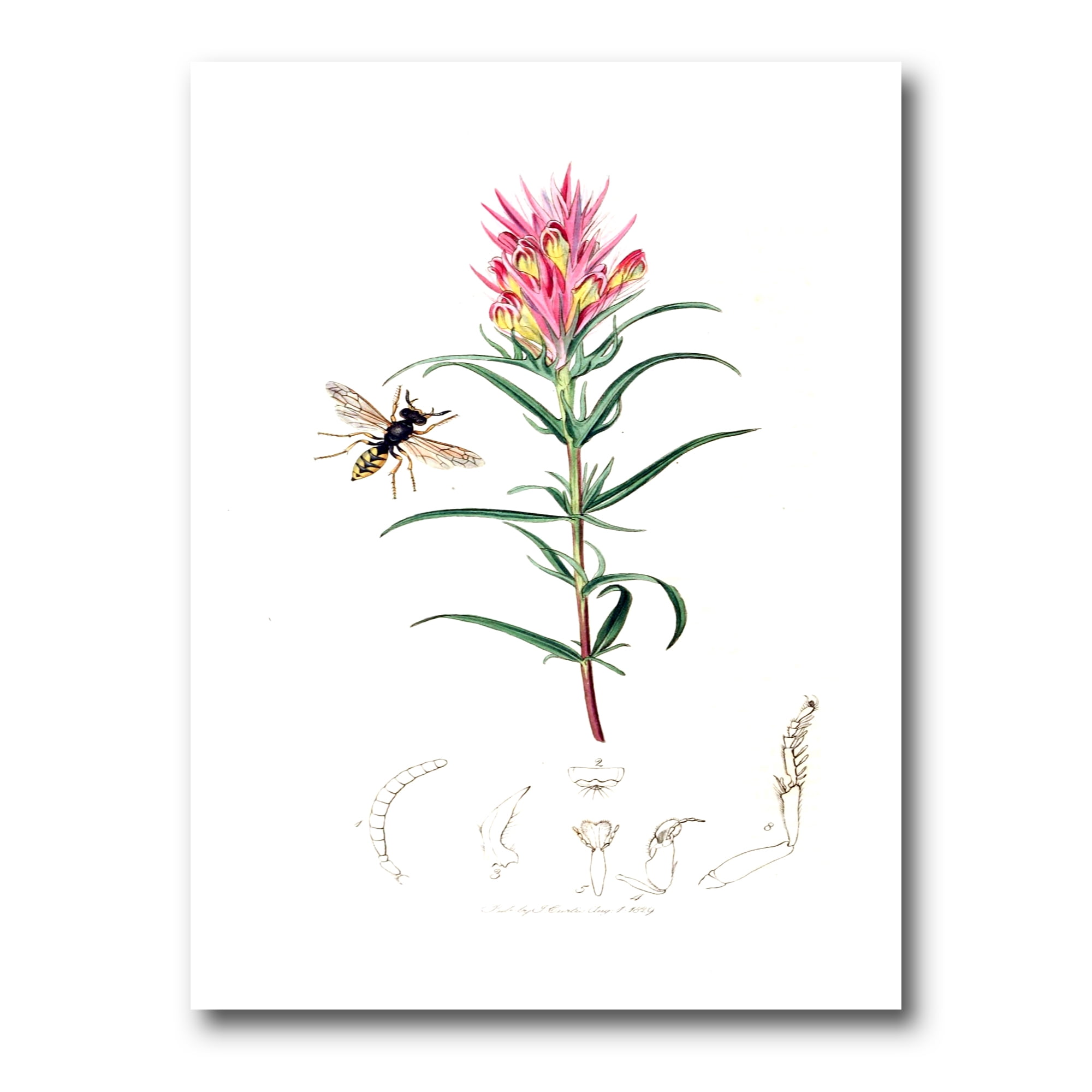 Designart ' Ancient Insects and Plants I ' Farmhouse Canvas Wall Art Print