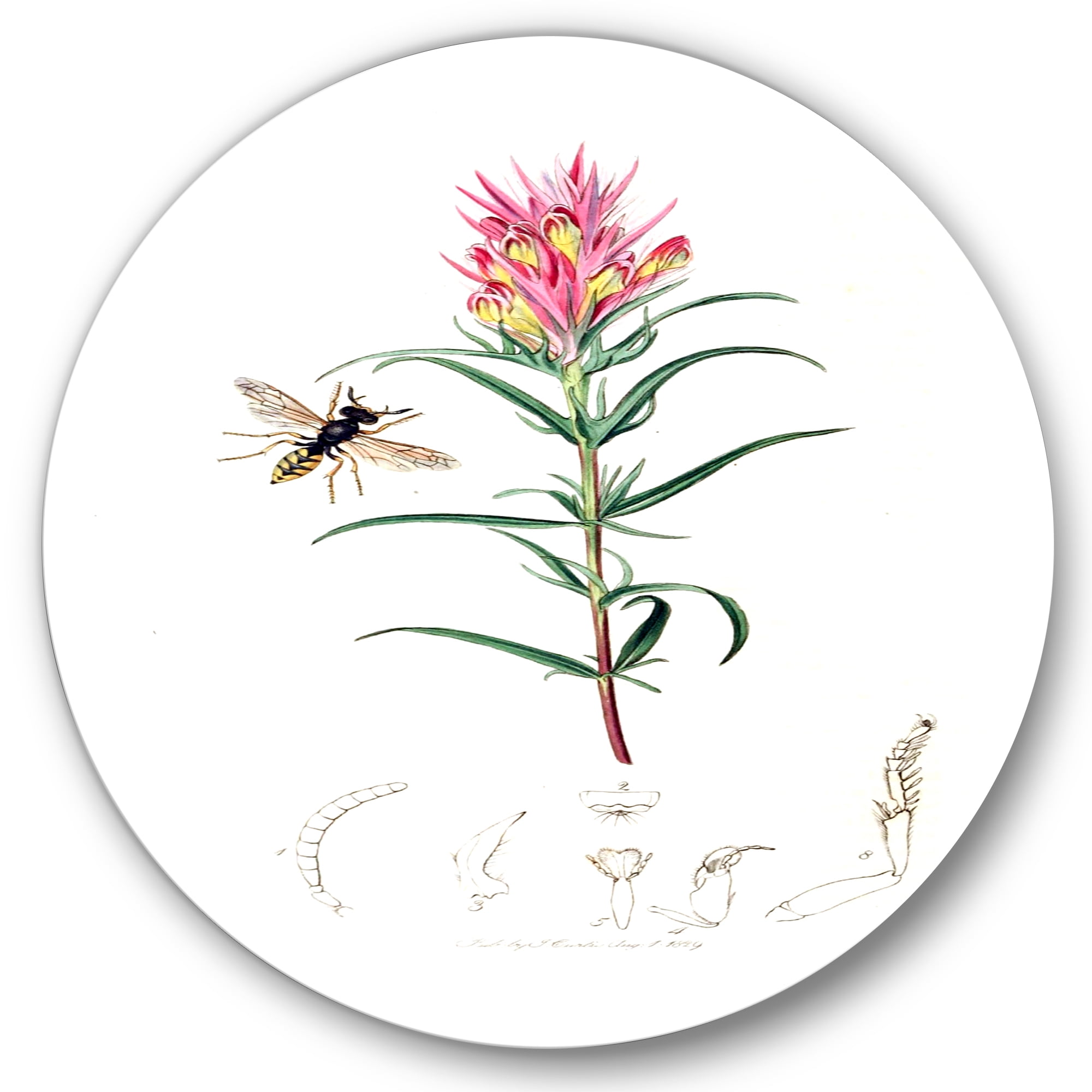 Designart 'Ancient Insects and Plants I' Farmhouse Circle Metal Wall Art 11x11 - Disc of 11