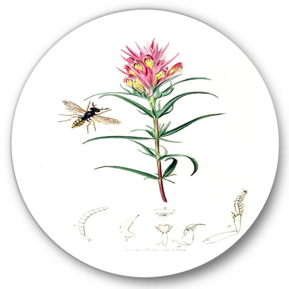 Designart 'Ancient Insects and Plants I' Farmhouse Circle Metal Wall Art 36x36 - Disc of 36