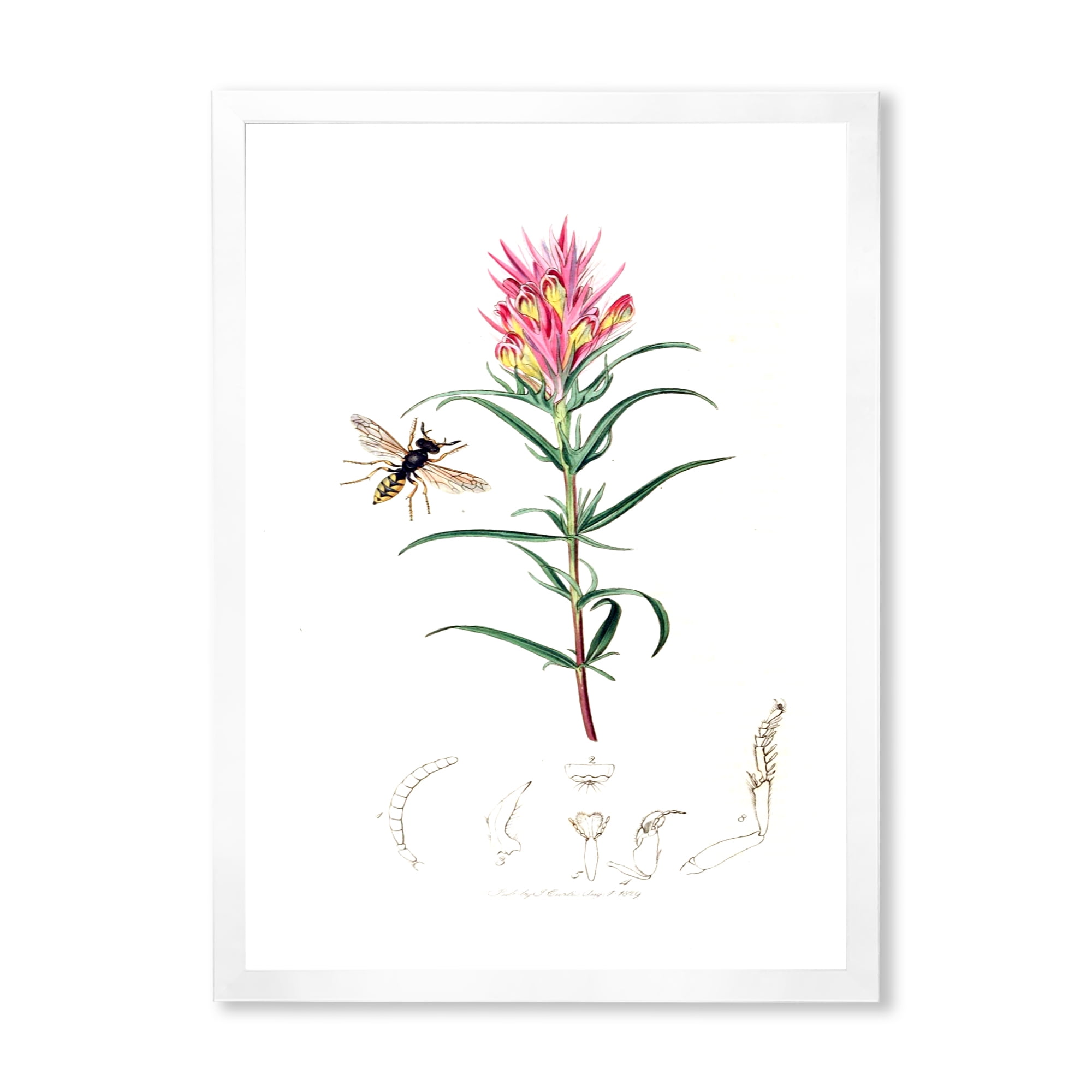 Designart 'Ancient Insects and Plants I' Farmhouse Framed Art Print
