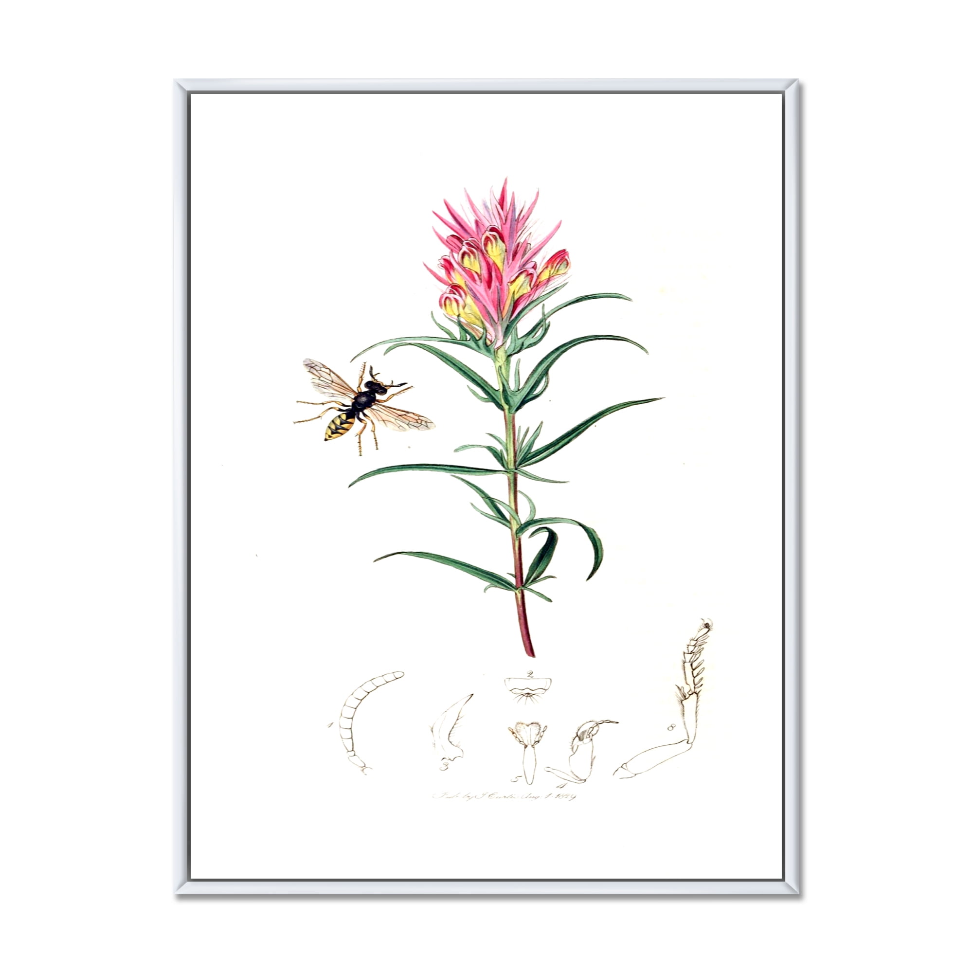 Designart 'Ancient Insects and Plants I' Farmhouse Framed Canvas Wall Art Print