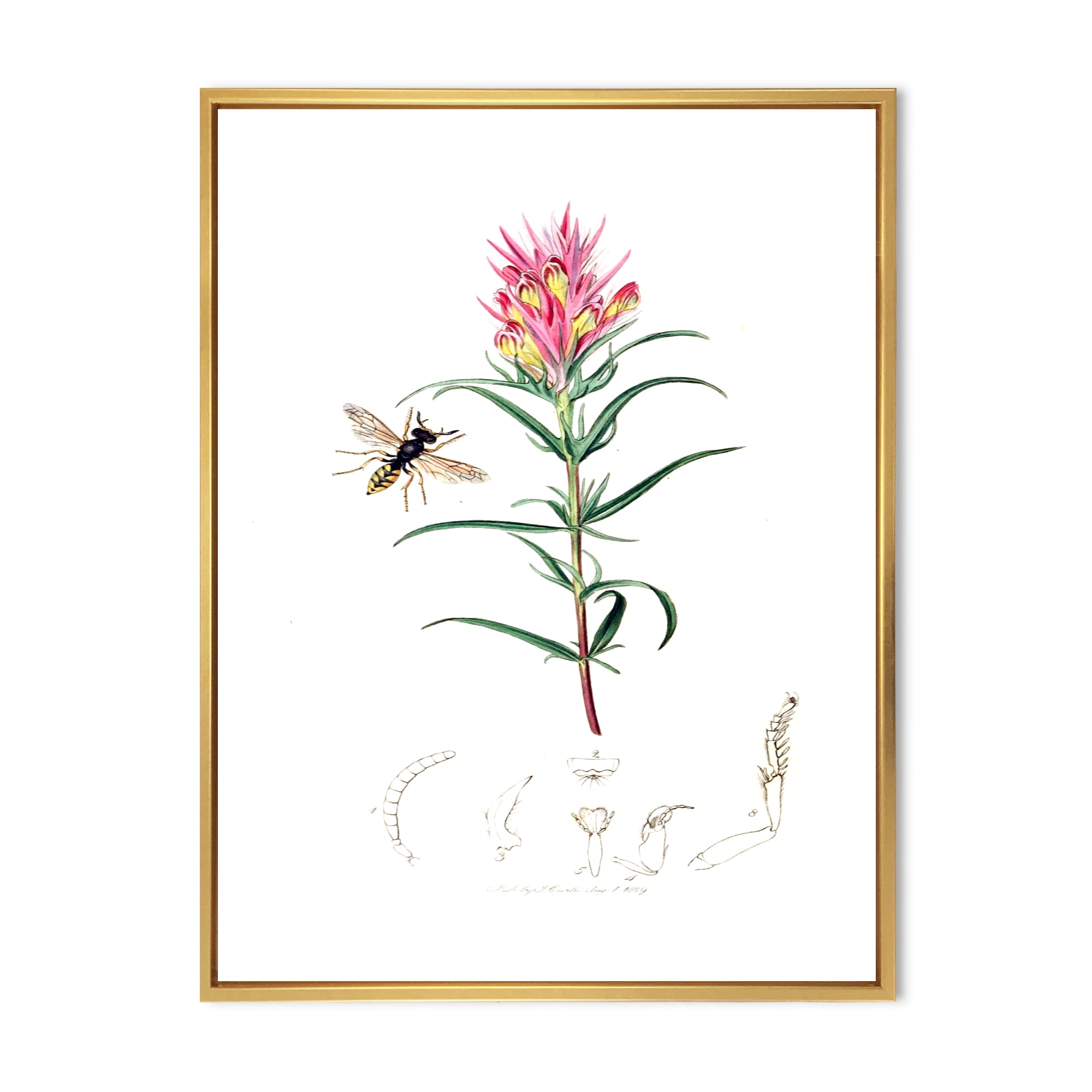 Designart 'Ancient Insects and Plants I' Farmhouse Framed Canvas Wall Art Print