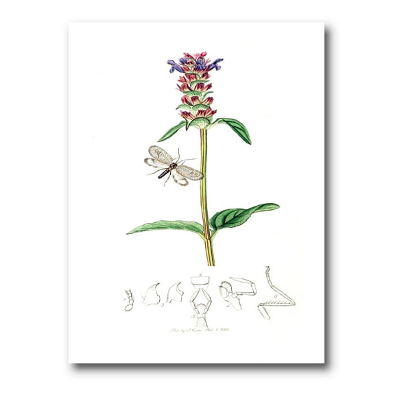 Designart ' Ancient Insects and Plants II ' Farmhouse Canvas Wall Art Print