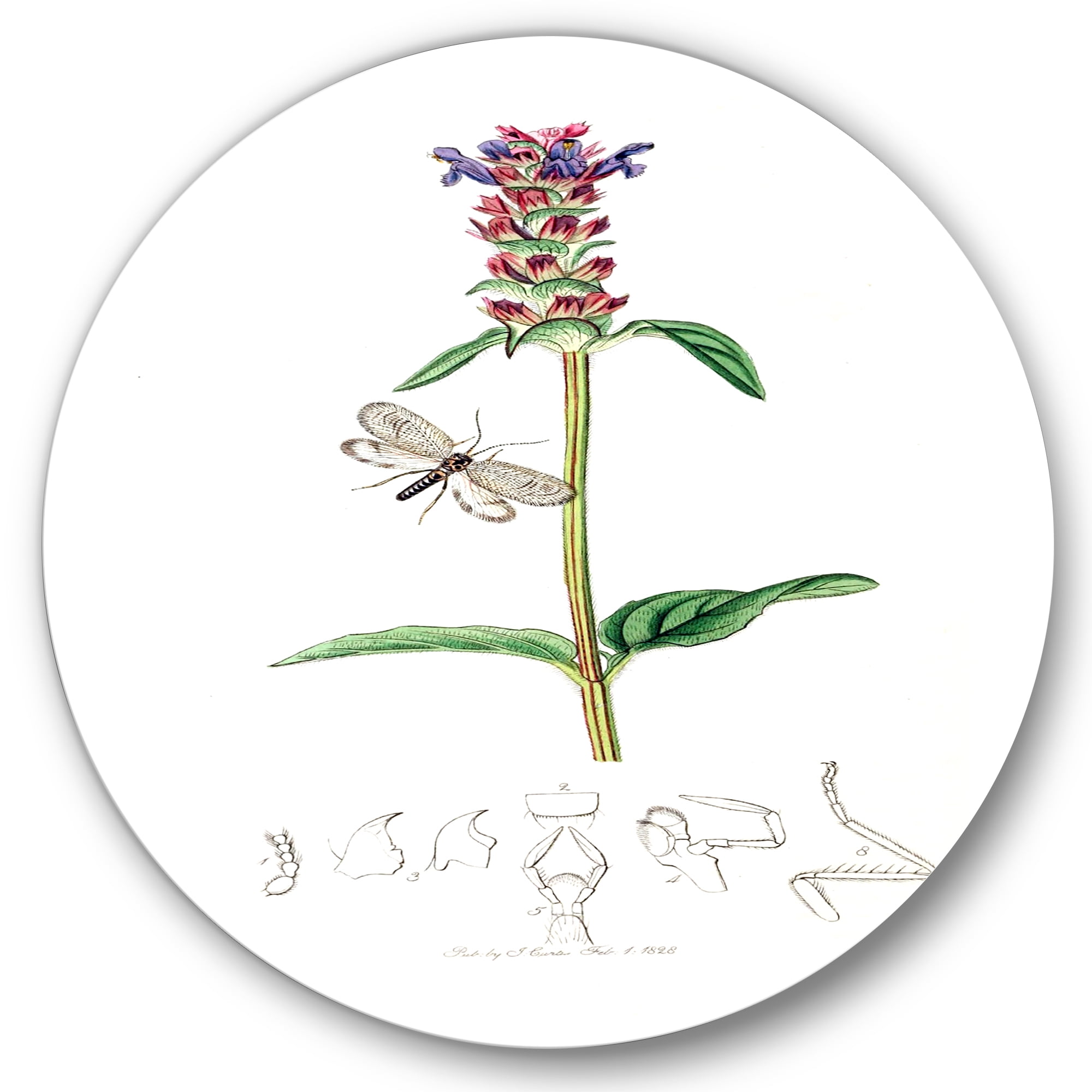 Designart 'Ancient Insects and Plants II' Farmhouse Circle Metal Wall Art 29x29 - Disc of 29