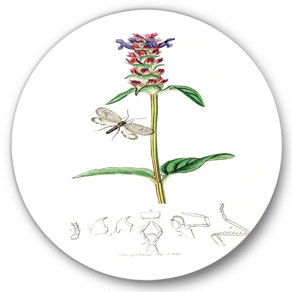 Designart 'Ancient Insects and Plants II' Farmhouse Circle Metal Wall Art 36x36 - Disc of 36